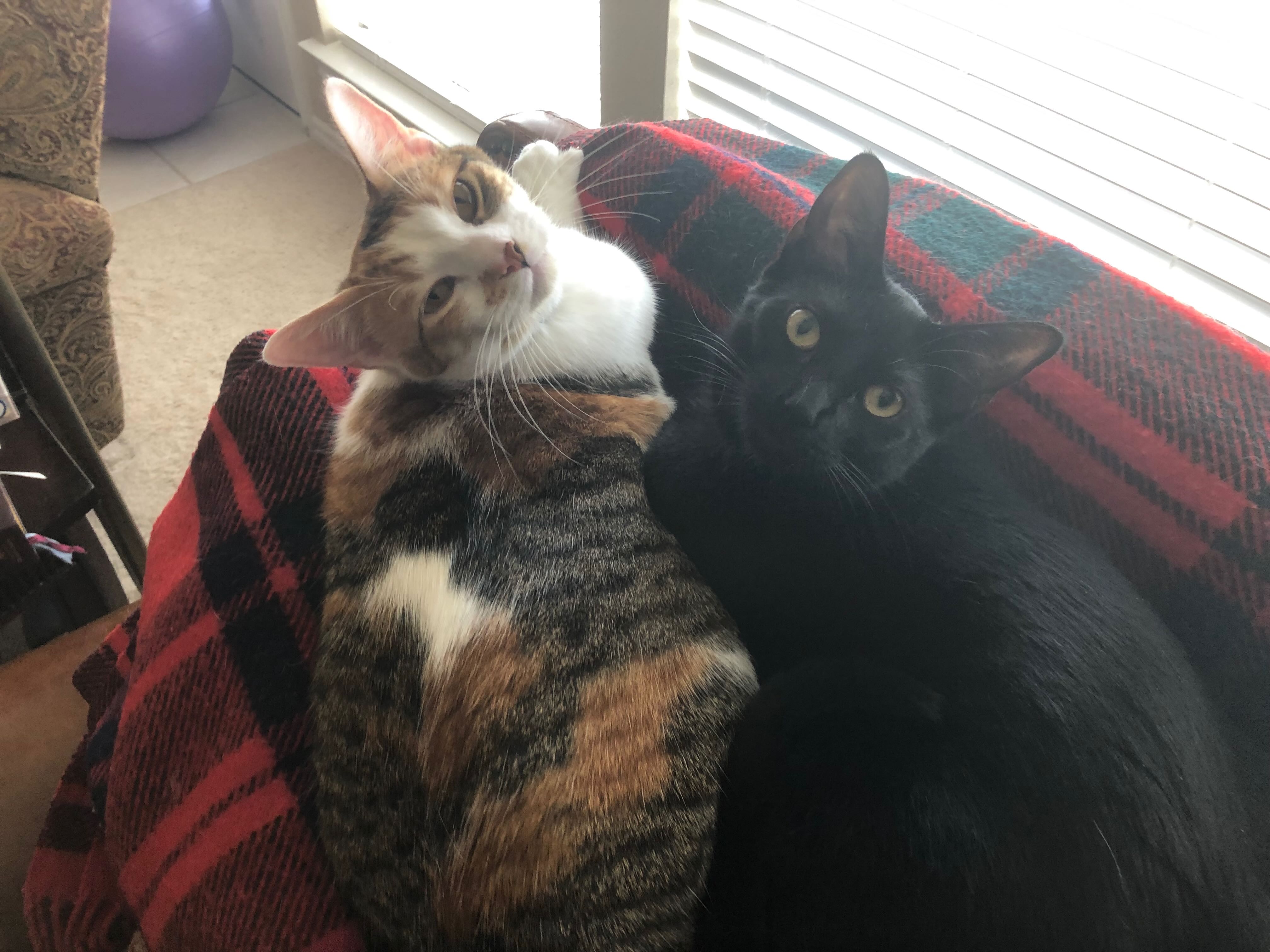 kitties.jpg